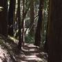 Butano State Park (SP)