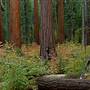 Calaveras Big Trees State Park (SP)