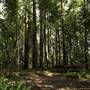 Hendy Woods State Park (SP)