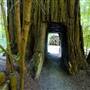 Smithe Redwoods State Natural Reserve (SNR)