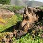 Garrapata State Park (SP)