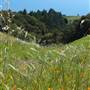 Mount Tamalpais State Park (SP)