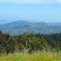 Mount Tamalpais State Park (SP)