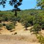 Olompali State Historic Park (SHP)