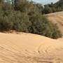 Heber Dunes State Vehicular Recreation Area (SVRA)