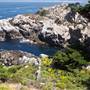 Point Lobos State Natural Reserve (SNR)