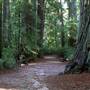 Big Basin Redwoods State Park (SP)