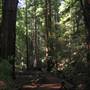 Armstrong Redwoods State Natural Reserve (SNR)