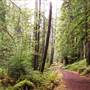 Van Damme State Park (SP) / Beach / Pygmy Forest / Fern Canyon Trail / Spring Ranch Trail