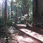 Jedediah Smith Redwoods State Park (SP) within the Redwood National and State Parks
