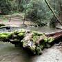 Forest of Nisene Marks State Park (SP), The