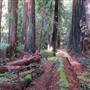 Portola Redwoods State Park (SP)