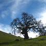 Pacheco State Park (SP) and Windmill Farm / Wind Energy