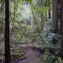 Mailliard Redwoods State Natural Reserve (SNR)