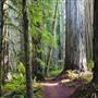 Jedediah Smith Redwoods State Park (SP) within the Redwood National and State Parks