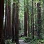 John B. Dewitt Redwoods State National Reserve (SNR)