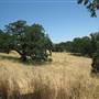 Henry W. Coe State Park (SP)