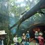 California Academy of Sciences