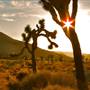 Joshua Tree National Park - NPS