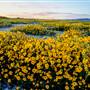 Carrizo Plain National Monument