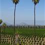 California Citrus State Historic Park (SHP)