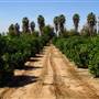 California Citrus State Historic Park (SHP)