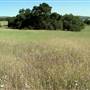 Santa Rosa Plateau Ecological Reserve - Riverside County & California Department of Fish & Wildlife (CDFW)