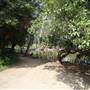 Los Angeles County Arboretum