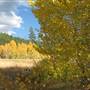 Aspens Near Highway 267 US Forest Service