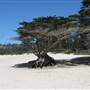 Carmel Beach