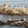 Pacific Grove
