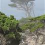 Point Lobos State Natural Reserve (SNR)