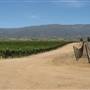 Joyce Winery (fka Ventana Vineyards)