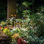 Shasta County Gardens
