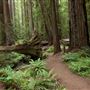 Montgomery Woods State Natural Reserve (SNR)