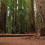 Montgomery Woods State Natural Reserve (SNR)