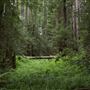 Navarro River Redwoods State Park (SP)