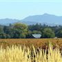 Quivira Vineyards