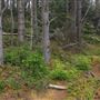 Little River Blowhole Trail