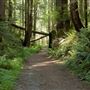 Van Damme State Park (SP) / Beach / Pygmy Forest / Fern Canyon Trail / Spring Ranch Trail