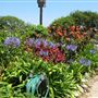 South Coast Botanic Garden