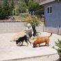2nd Home Dog Boarding Ranch and Rescue