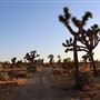 Joshua Tree Garden / Joshuatreezone19