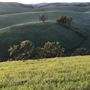 Enney Ranch @ Paso Robles