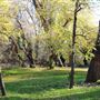 Samuel Ayer Park