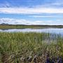 Payne's Creek Wetlands