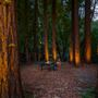 Los Arboles