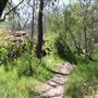 Black Swan Trail