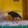West Coast Falconry