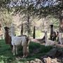 New Leaf Llama Farm
